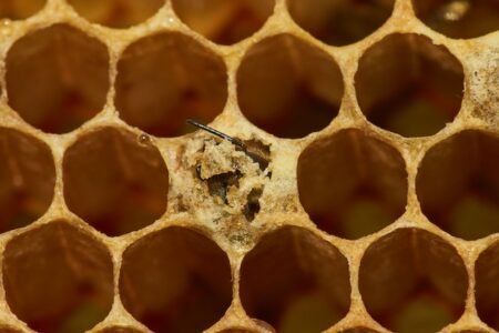 Bienensterben Politik